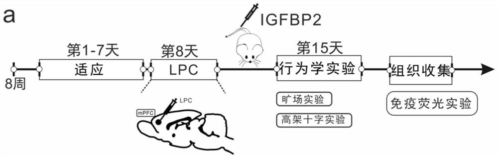 Application of insulin-like growth factor binding protein 2 in preparation of medicine for treating nerve demyelinating diseases