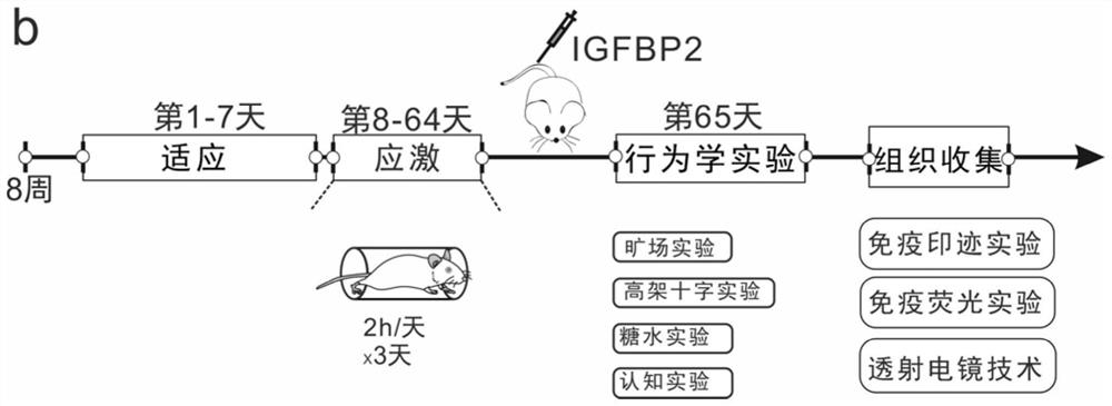 Application of insulin-like growth factor binding protein 2 in preparation of medicine for treating nerve demyelinating diseases