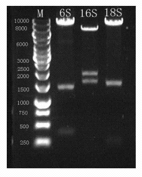 Preparation method for biological agent for preventing and controlling human papilloma virus infection