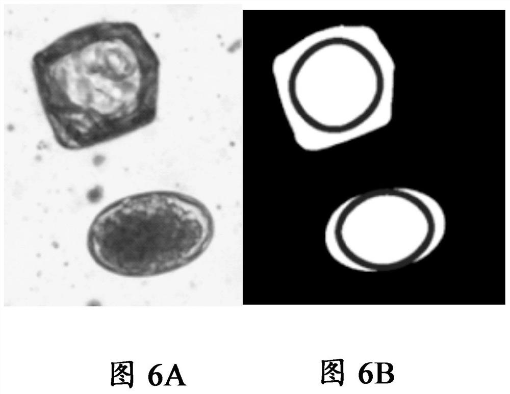 Methods for identifying biological material by microscopy