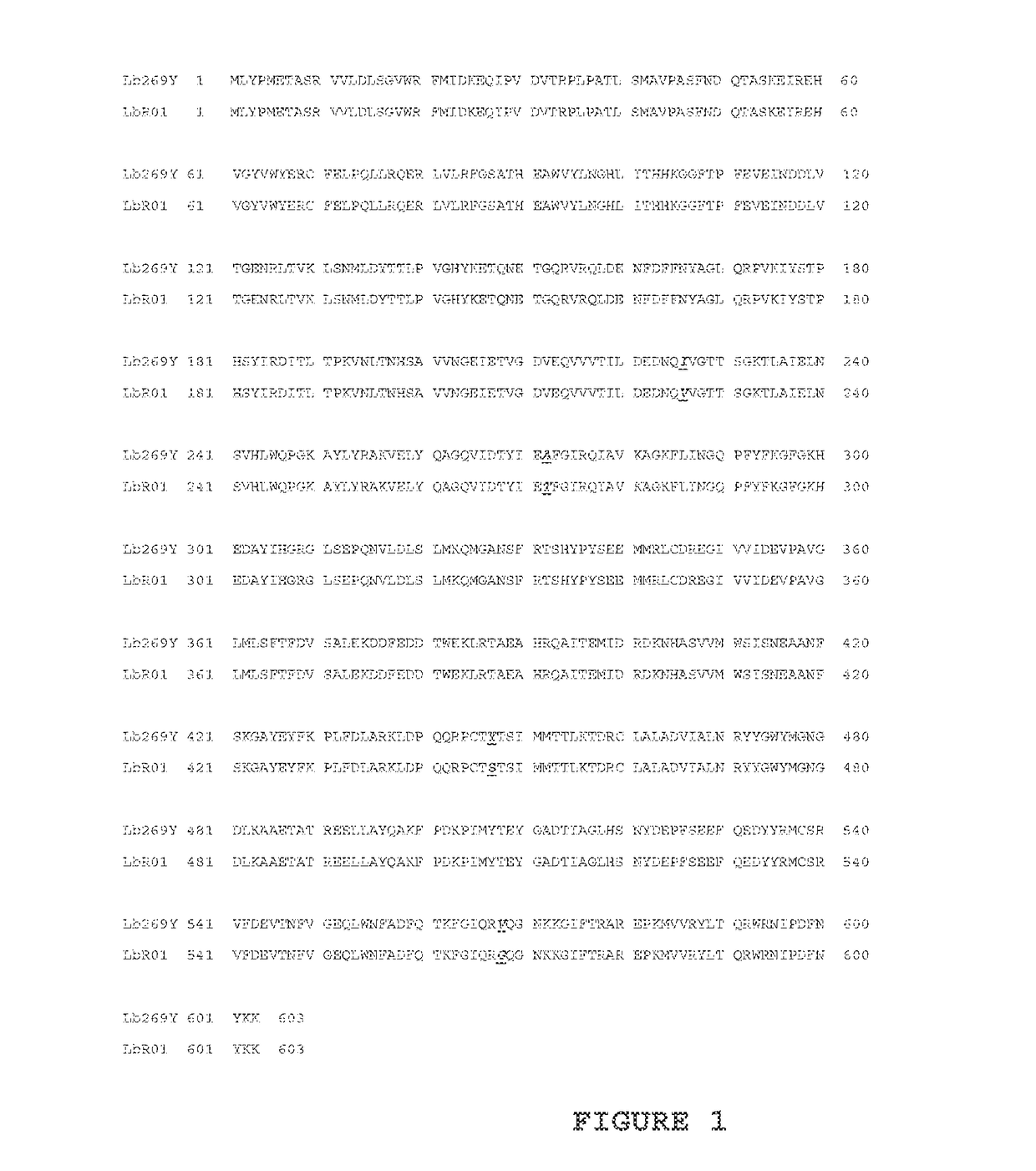 Mutant lactobacillus beta-glucuronidase enzymes with enhanced enzymatic activity