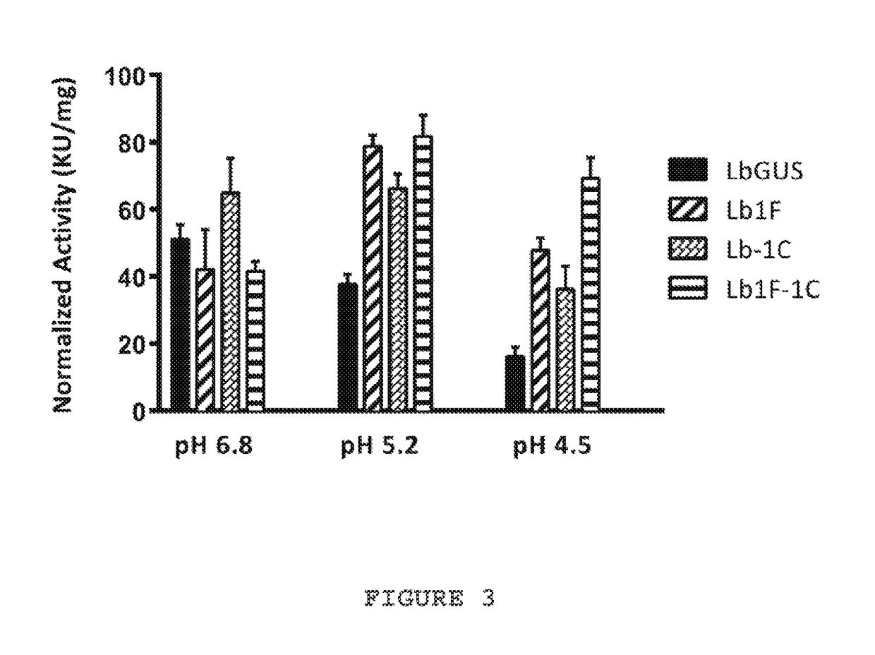 Mutant lactobacillus beta-glucuronidase enzymes with enhanced enzymatic activity