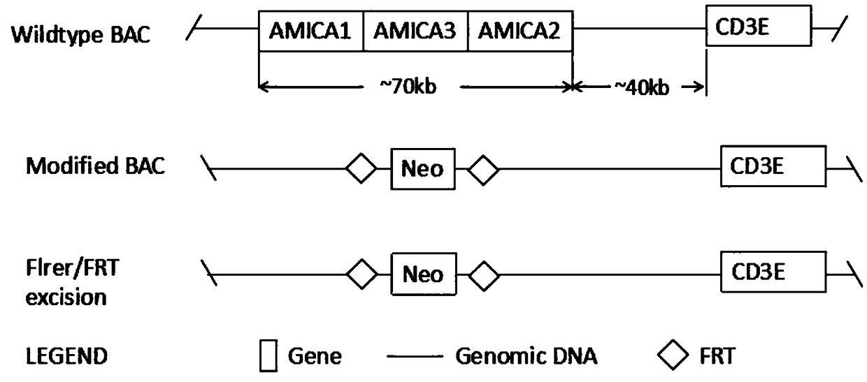 Construction method of CD3E gene modified humanized animal model