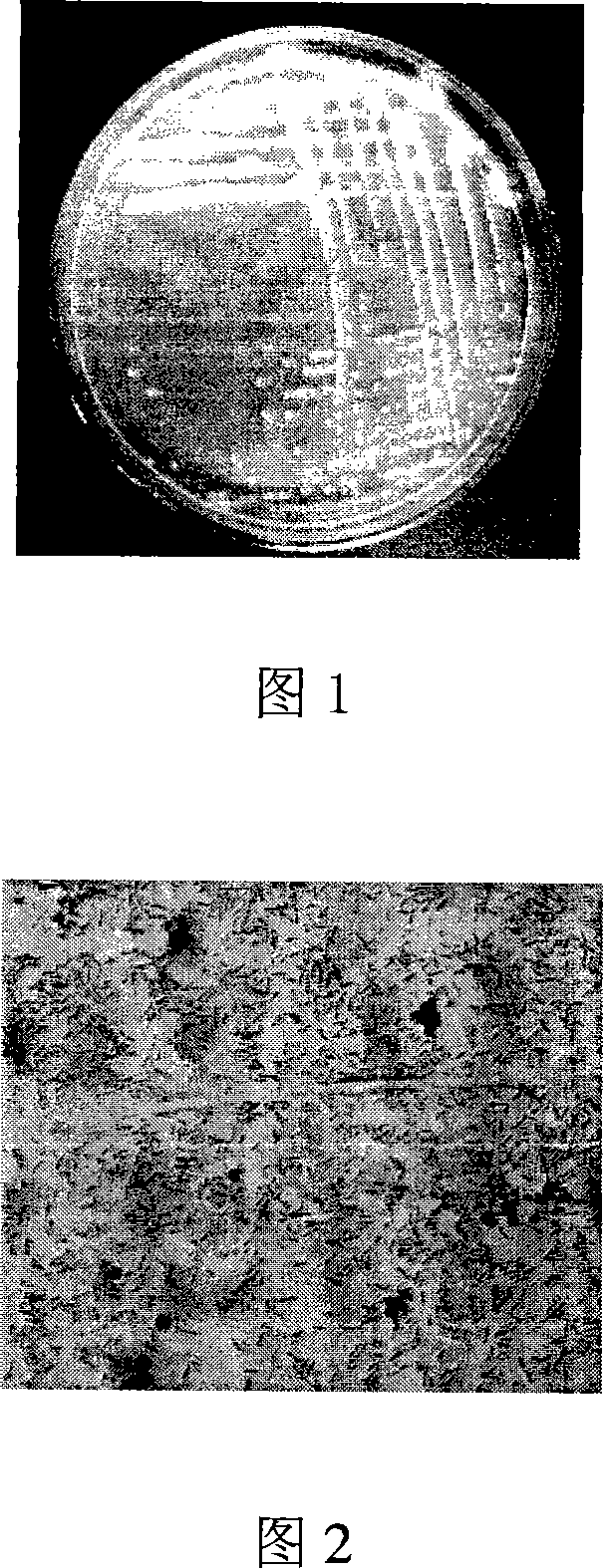 Root nodule azotobacter strain BXBL9 and uses thereof