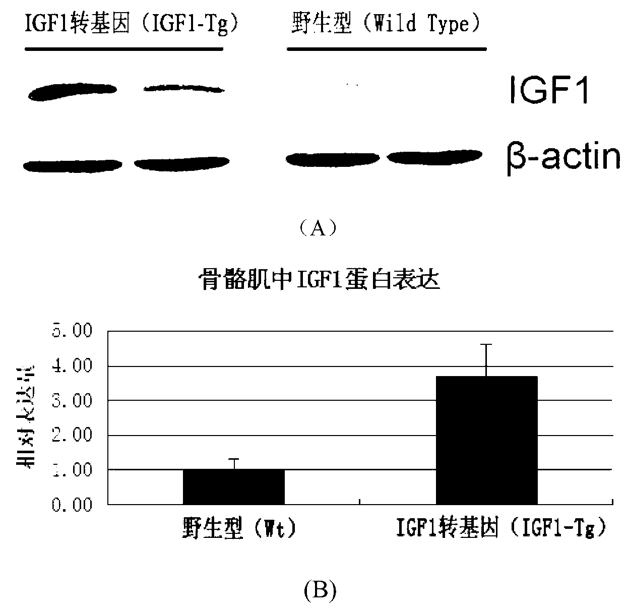 Over-expression vector for muscle specific expression of pig IGF1 gene