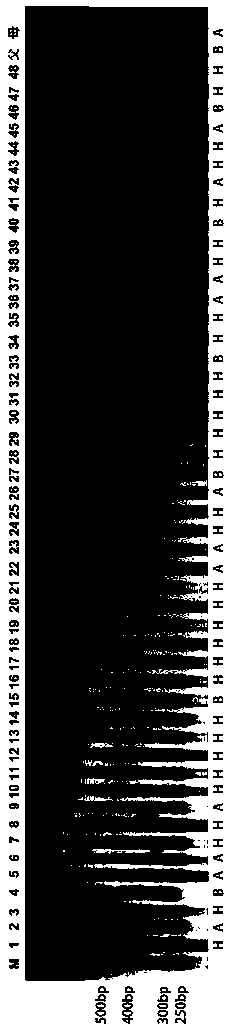 InDel molecular marker 5mBi3 for identifying bitterness traits of melon fruit and primer and application thereof