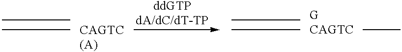 Apparatus and method for separating and purifying polynucleotides