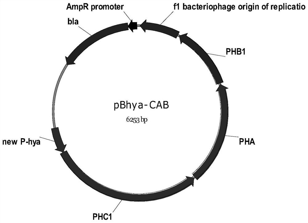 A kind of Escherichia coli with acid-resistant high-density growth and its application