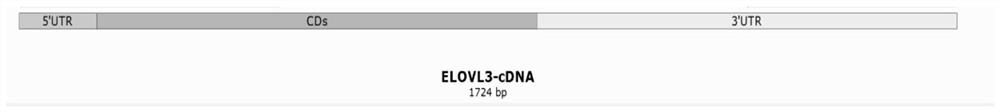 SNP (Single Nucleotide Polymorphism) of related gene ELOVL3 influencing duck fatty acid composition