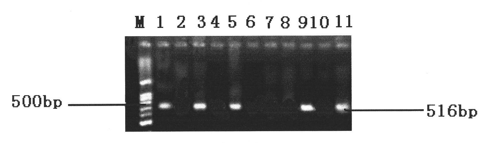 PCR detection method of salmonella and primer pair