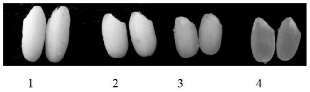 Functional Marker of Low Amylose Content Gene wx-c39 and Its Application