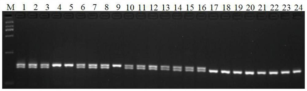 Functional Marker of Low Amylose Content Gene wx-c39 and Its Application