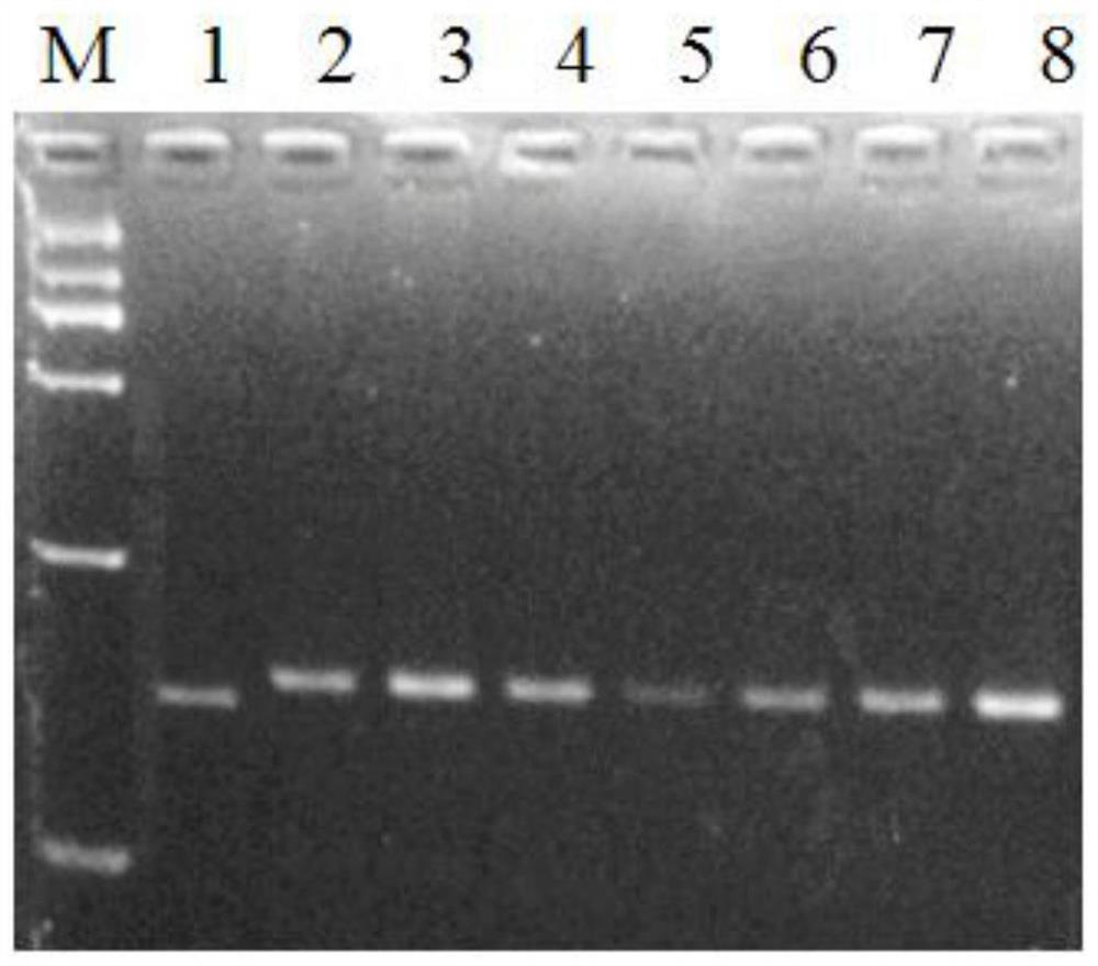 Functional Marker of Low Amylose Content Gene wx-c39 and Its Application