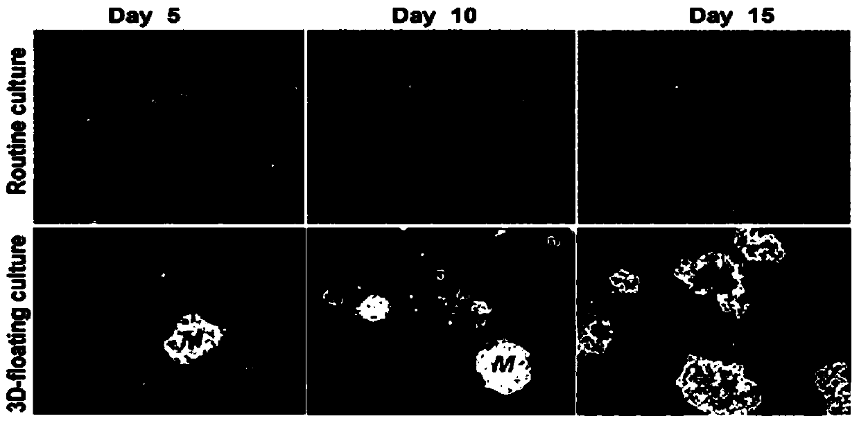 Ovarian surface epithelium cell 3D-EMT immunocompetence preparation and preparation and application