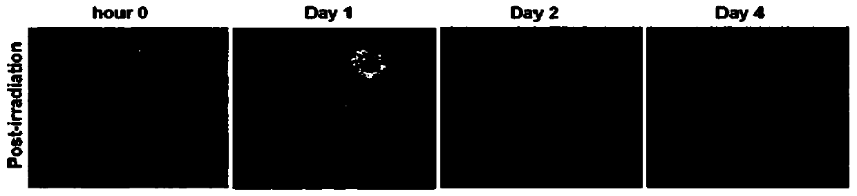 Ovarian surface epithelium cell 3D-EMT immunocompetence preparation and preparation and application