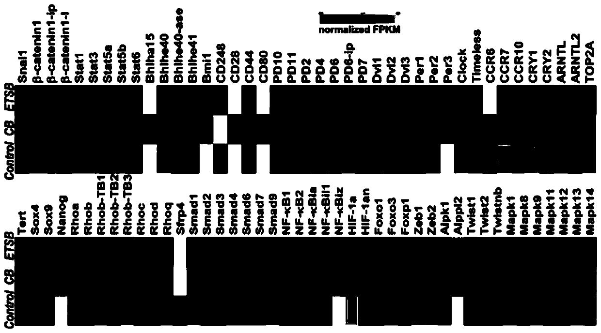 Ovarian surface epithelium cell 3D-EMT immunocompetence preparation and preparation and application