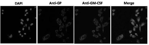 Hantavirus-like particles containing gm-csf, preparation method and application thereof