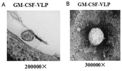 Hantavirus-like particles containing gm-csf, preparation method and application thereof