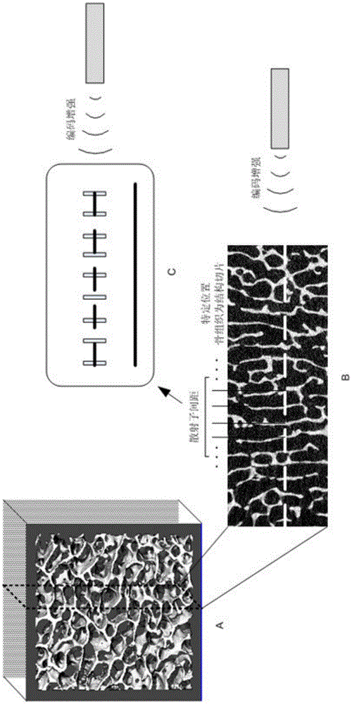 A code-enhanced focused ultrasound bone tissue microstructure detection method in a bone ultrasound system