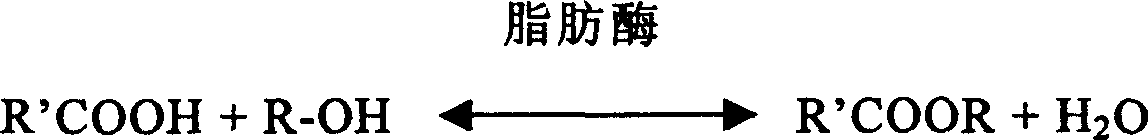 Fixed lipase catalyzed synthesis of fatty acid low carbon alcohol ester