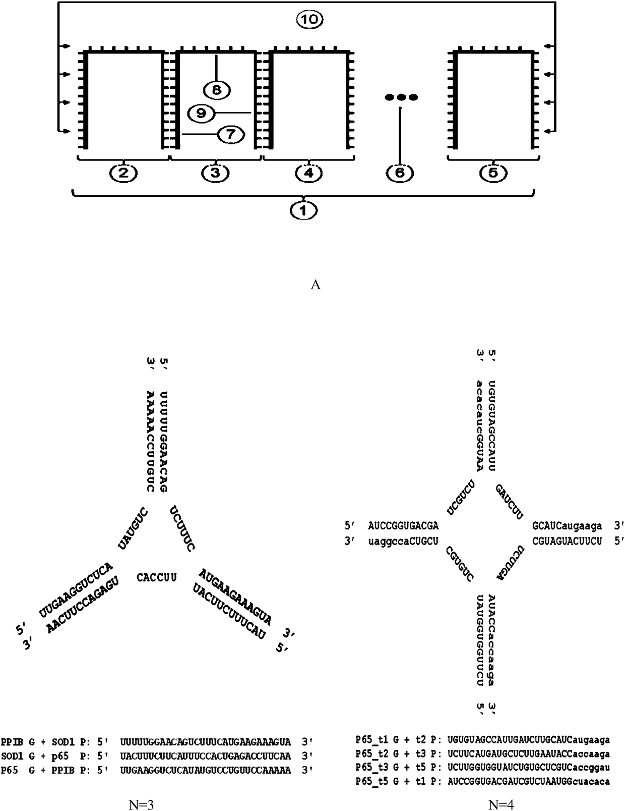 Polyoligonucleic acid molecule and its application in multi-target interference