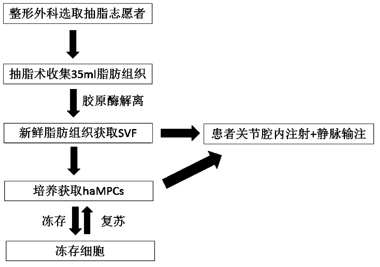 Application of allogenic stromal vascular fraction cells and allogenic mesenchymal progenitor cells in prevention or treatment of rheumatoid arthritis