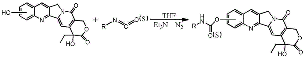 Camptothecin derivative and preparation method thereof