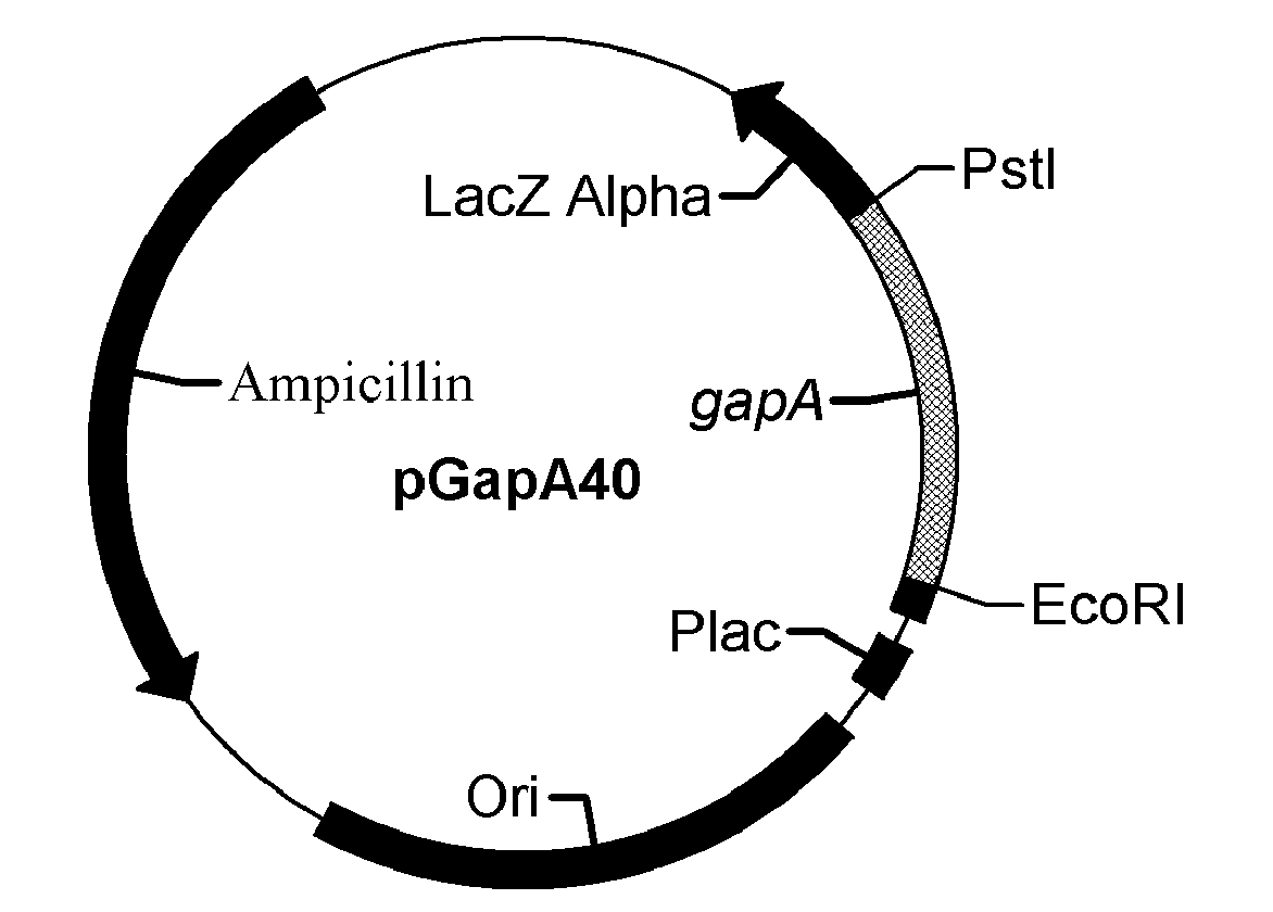 Vibrio anguillarum and edwardsiella tarda-resistant multi-valence live vaccine, correlative expression vector and application