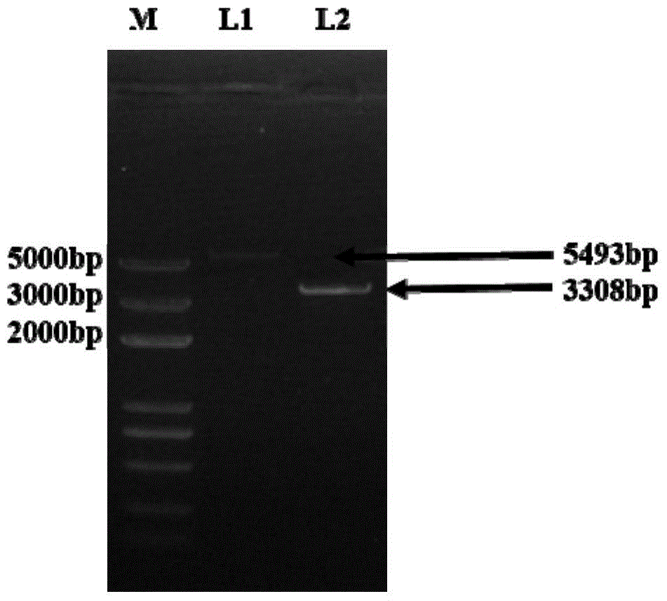 Method for improving enzyme activity of trehalose synthase by C-terminal fragments of thermophilic bacteria trehalose synthase