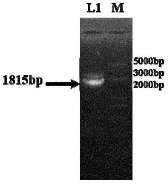 Method for improving enzyme activity of trehalose synthase by C-terminal fragments of thermophilic bacteria trehalose synthase