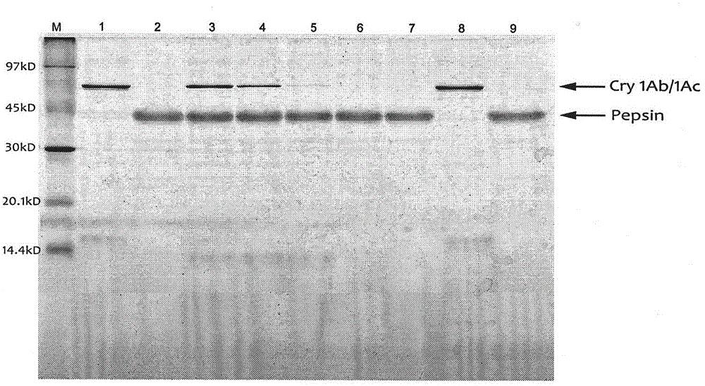 Protein digestion stability analyzing method based on mass spectrometric detection and application thereof
