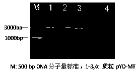 Gene-recombinant saccharomyces cerevisiae for efficiently adsorbing uranium contained in water solution and construction method thereof