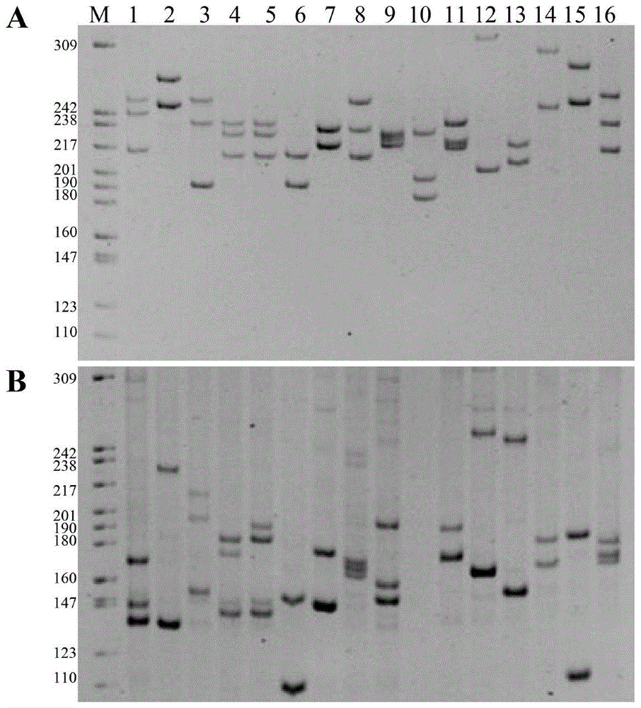 A kind of cultivation method of crucian carp gynogenetic fry