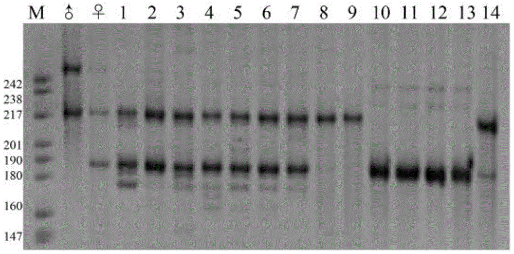 A kind of cultivation method of crucian carp gynogenetic fry