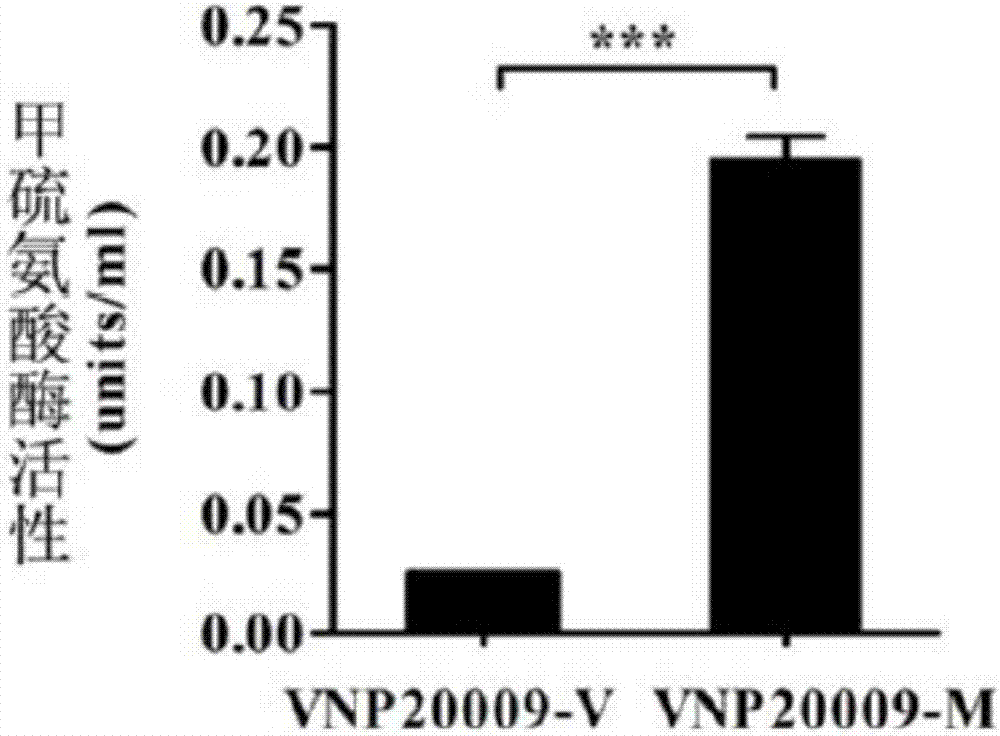 Application of genetically engineered bacterium VNP20009-M to preparation of medicine for treating sarcomas