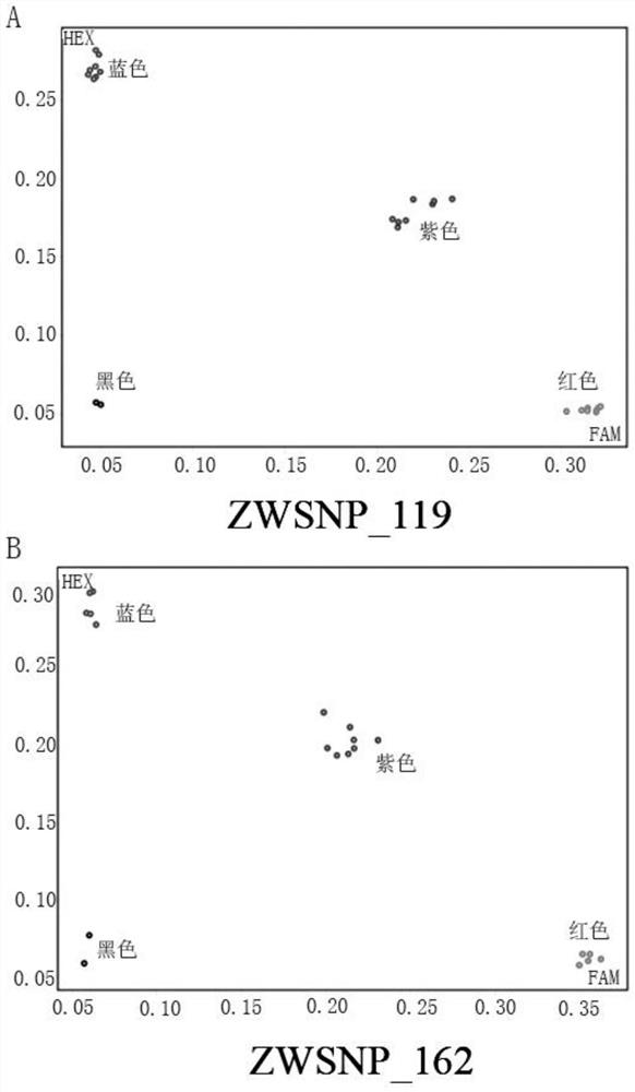 SNP locus, primer group and method for identifying cauliflower variety Zhejiang Nongsong 80-day
