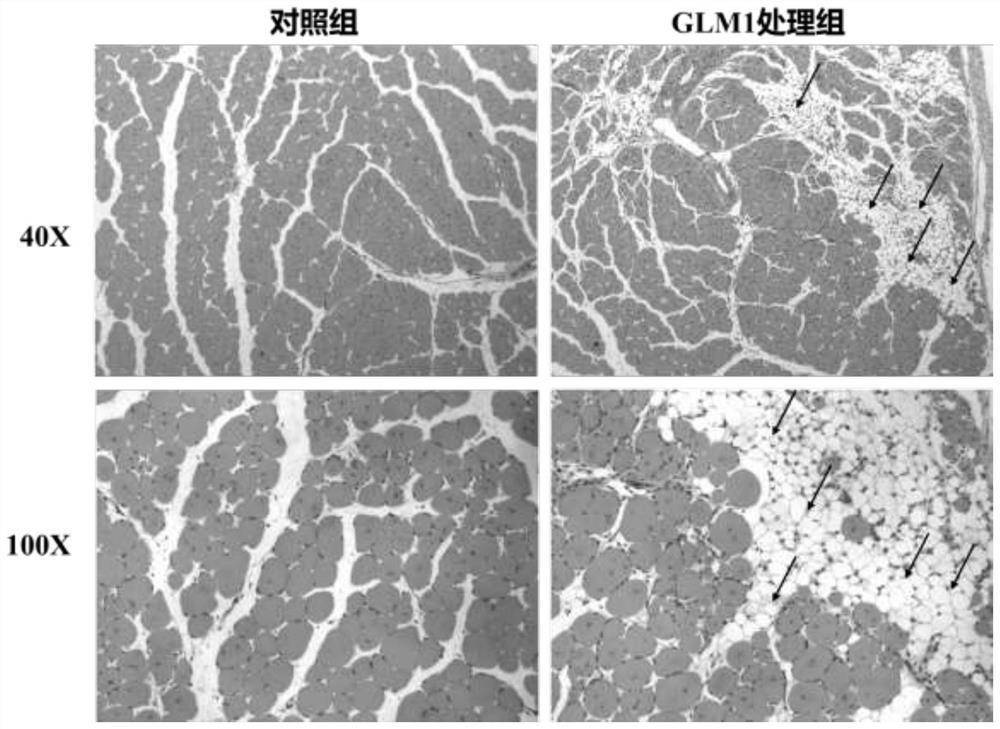 Method and application of increasing fat deposition in animal muscles