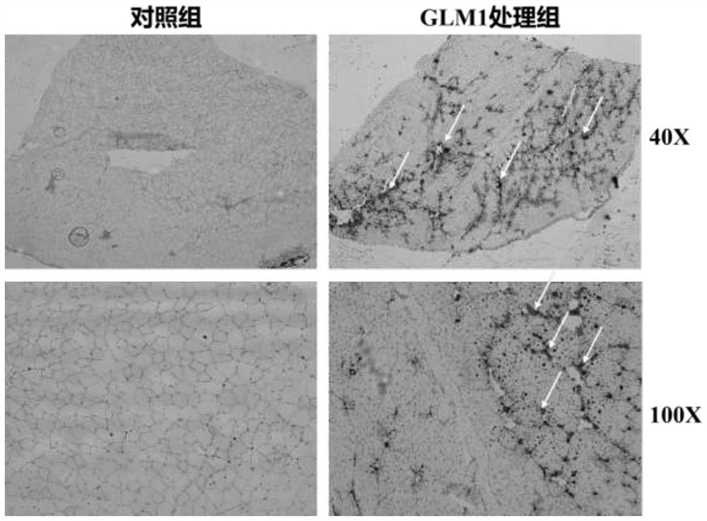 Method and application of increasing fat deposition in animal muscles