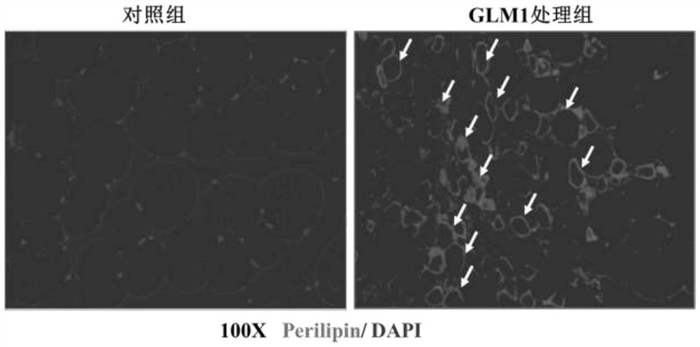 Method and application of increasing fat deposition in animal muscles