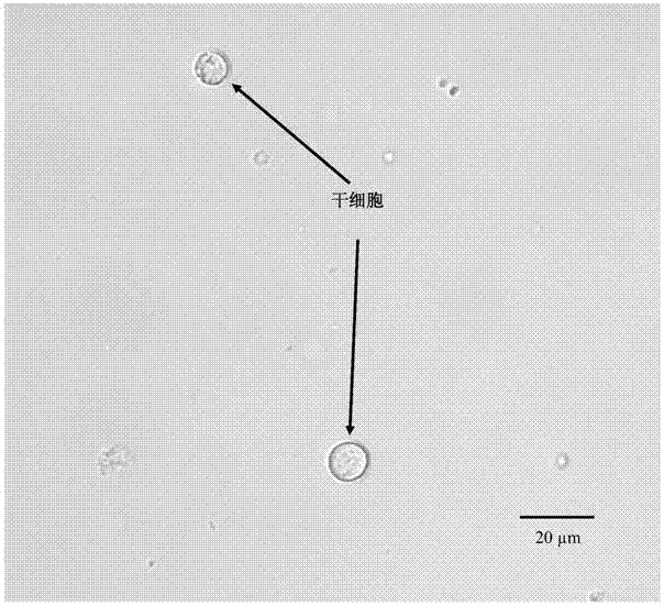 Method for extracting, separating and identifying chilo suppressalis midgut stem cells