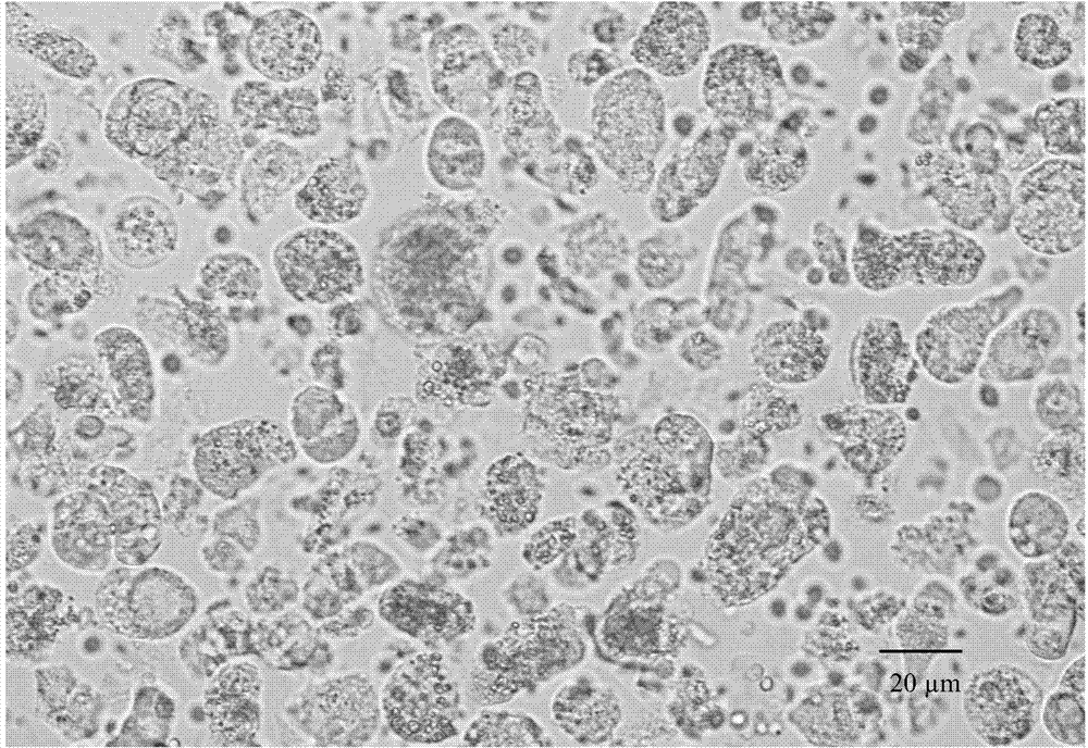 Method for extracting, separating and identifying chilo suppressalis midgut stem cells