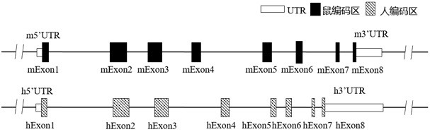 Construction method and application of cd155 gene humanized non-human animal