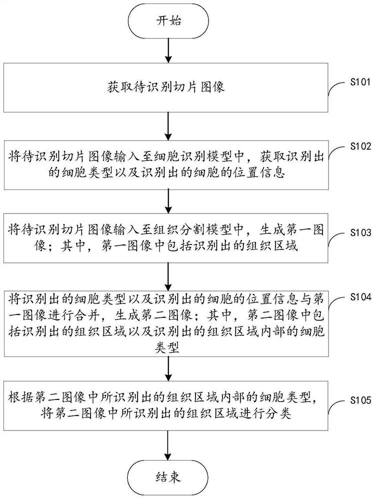 Section tissue identification method and device, cell identification model and tissue segmentation model