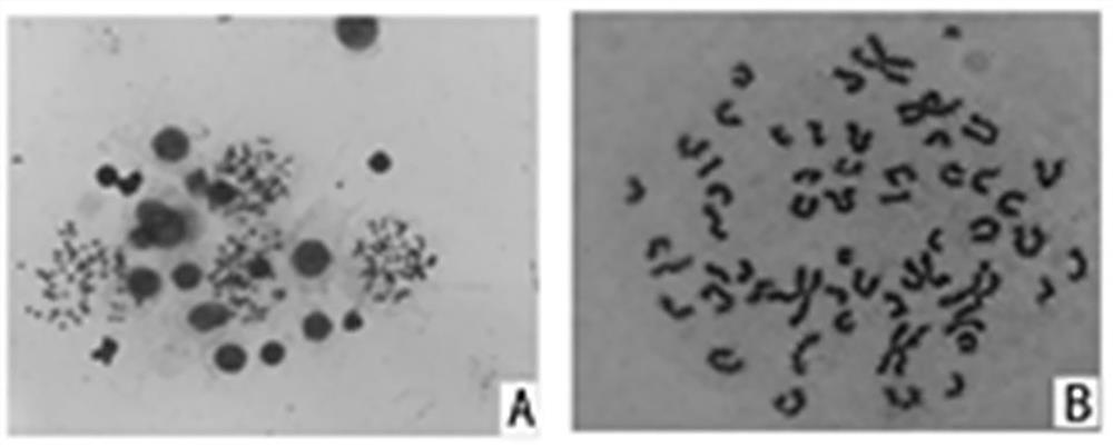 Lamb sheep sustentacular cells as well as separation method and application thereof