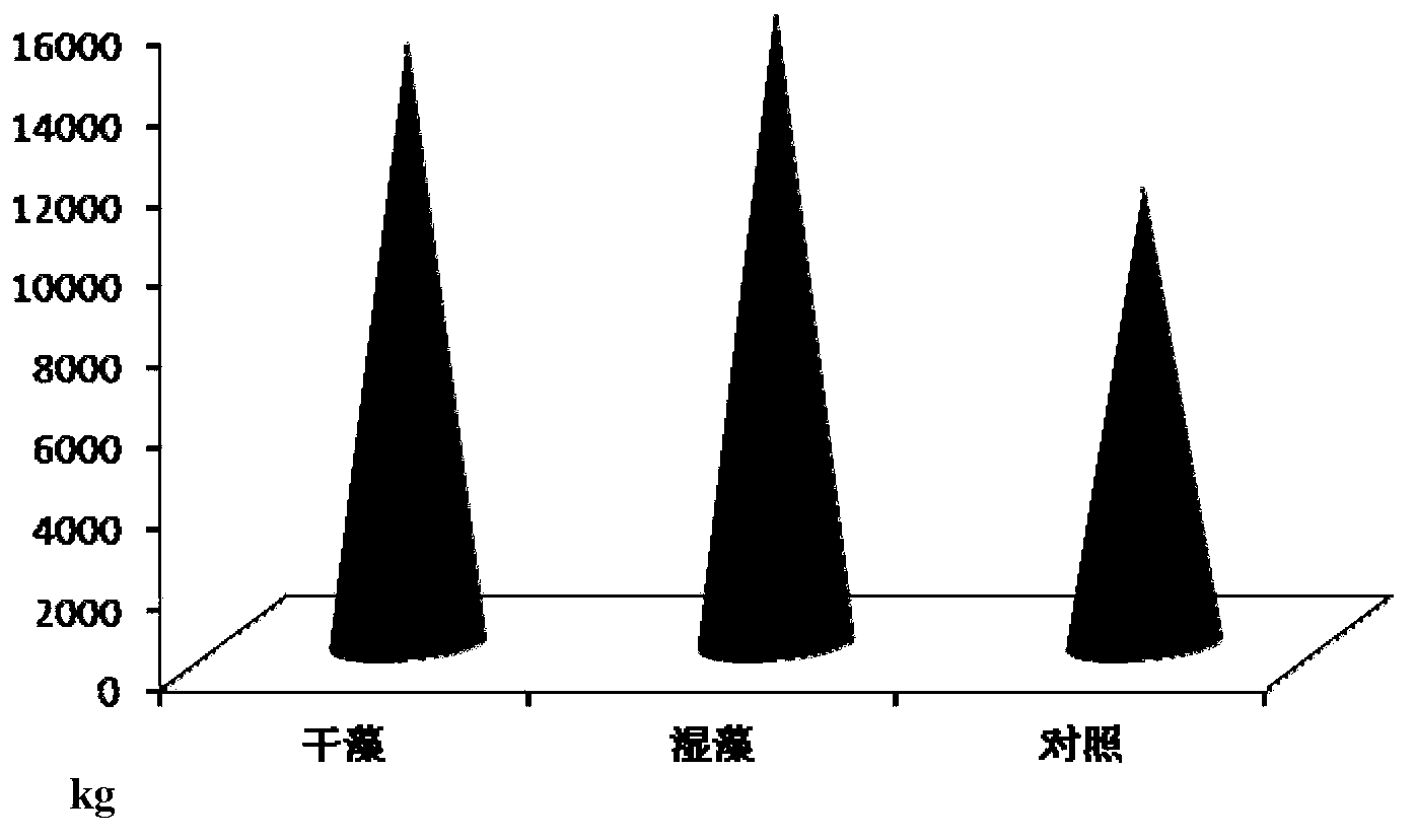 Blue-green alga-rice complex operation nitrogen-fixing and carbon-fixing method