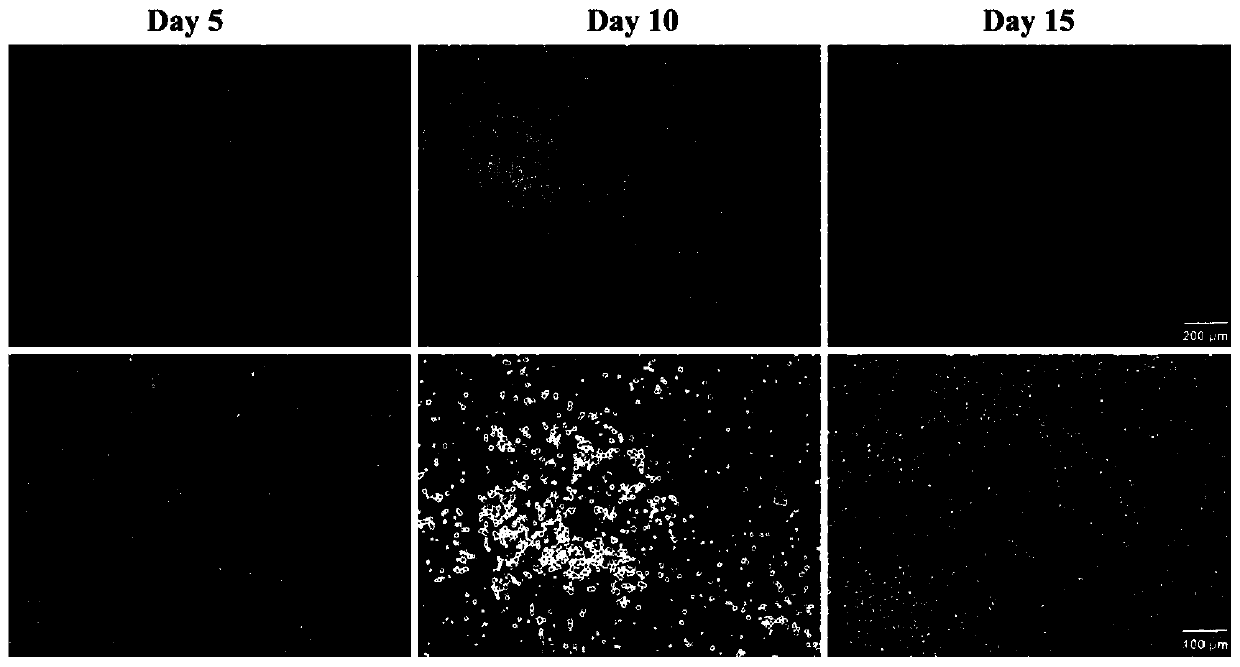 Immortalized mouse microglial cell line B6Mi1 and creation method and application thereof