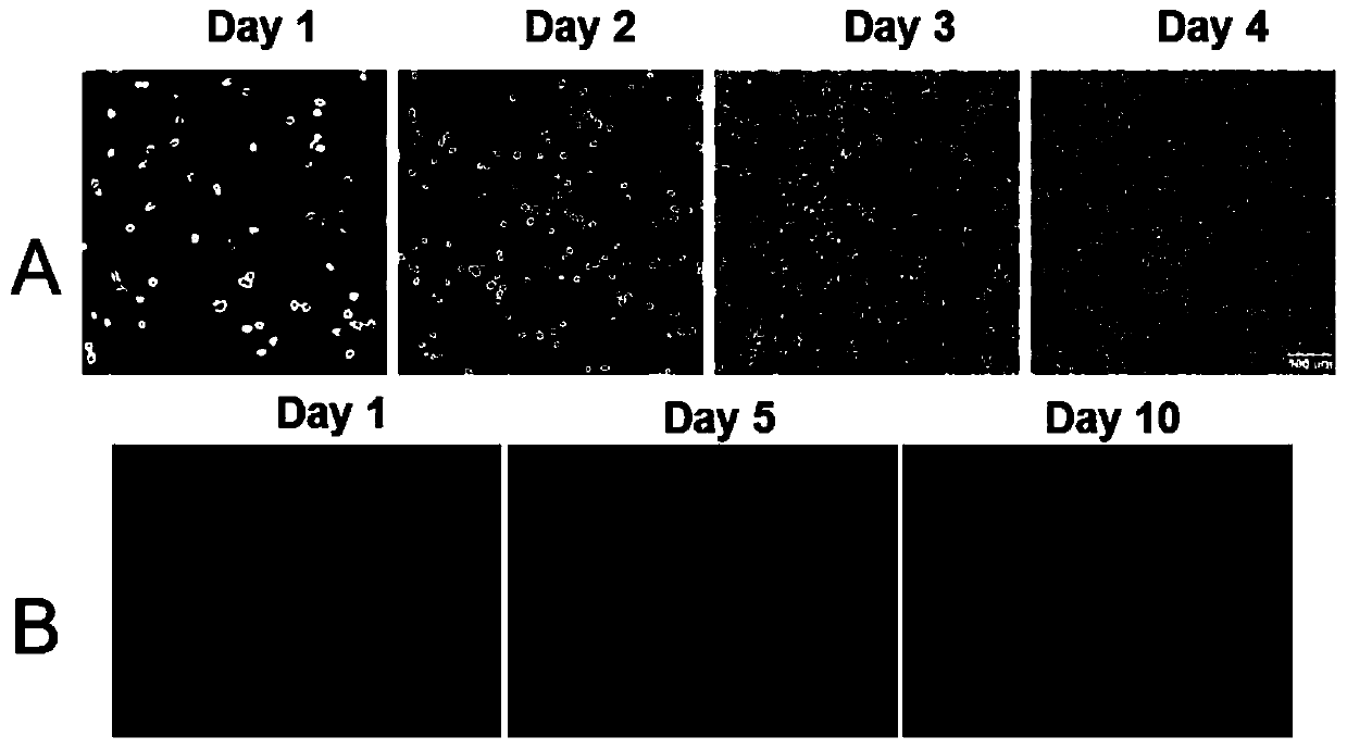 Immortalized mouse microglial cell line B6Mi1 and creation method and application thereof
