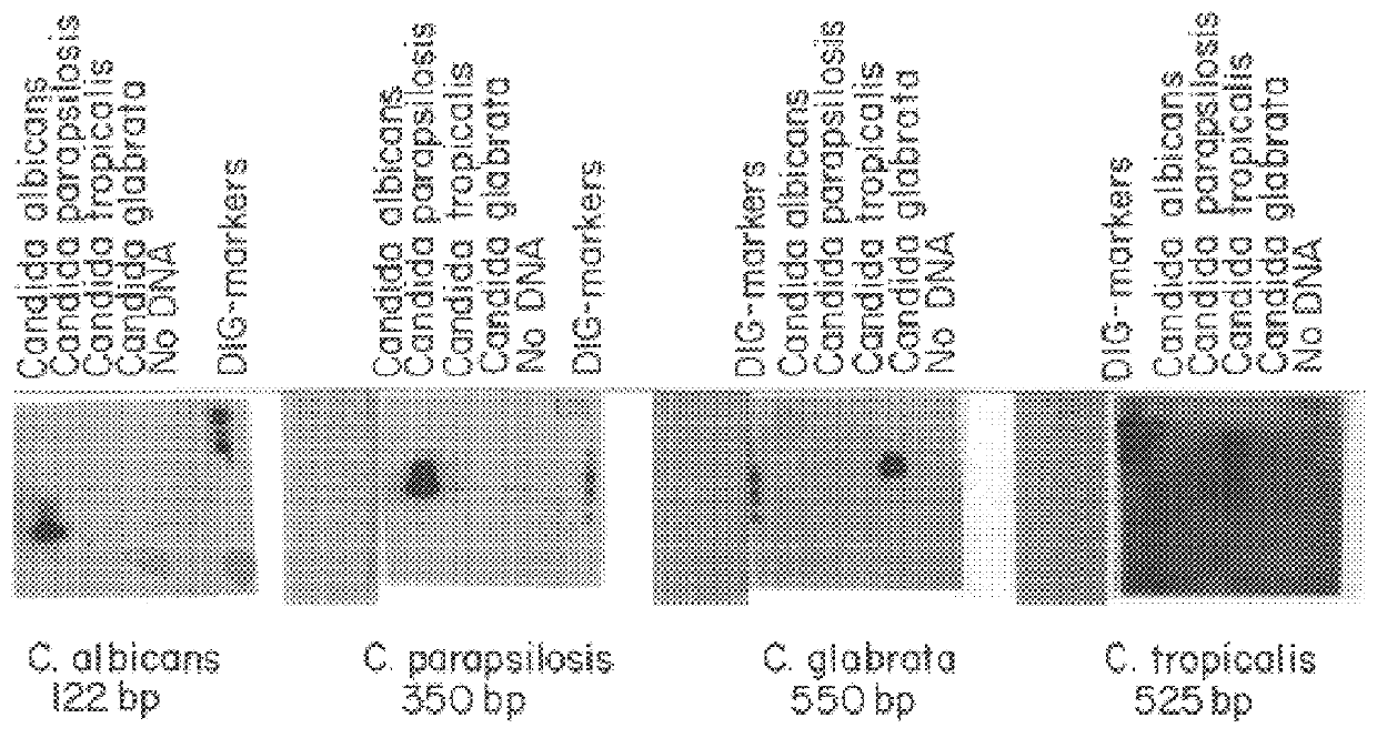PCR identification and quantification of important Candida species