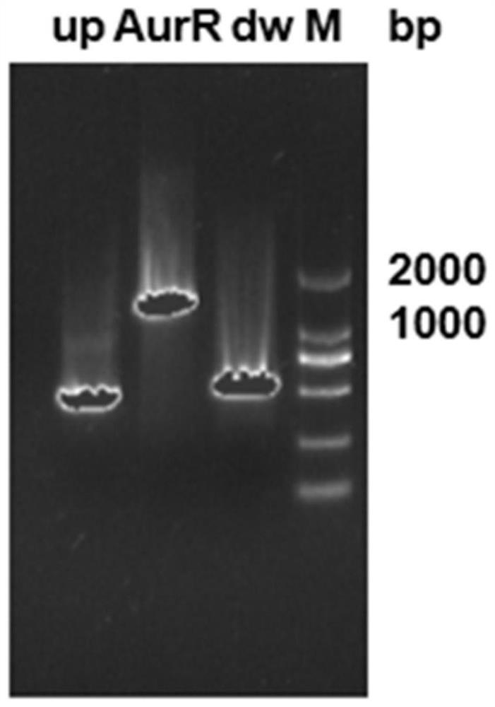 A genetically engineered strain of Saccharomyces cerevisiae and its construction method and application