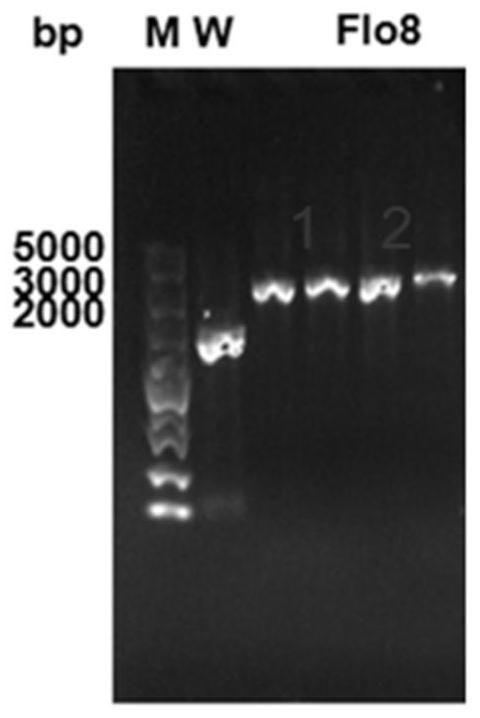 A genetically engineered strain of Saccharomyces cerevisiae and its construction method and application